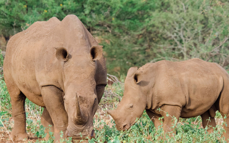 Sungulwane-Rhino